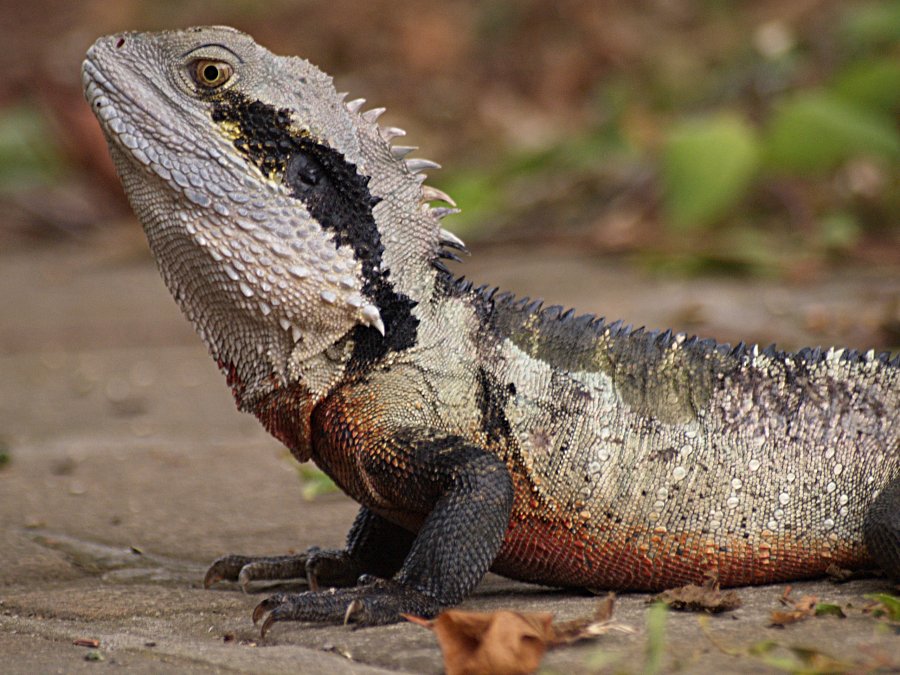 intellagama-lesueurii-eastern-water-dragon-physignathus-lesueurii